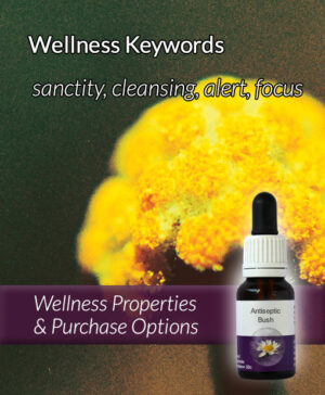 Living Essences® ANTISEPTIC BUSH