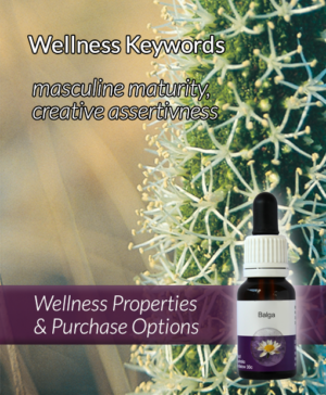Living Essences® BALGA 15ml