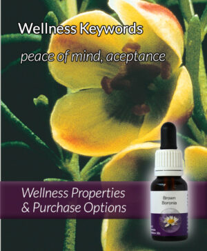 Living Essences® BROWN BORONIA 15ml