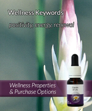 Living Essences® CANDLE OF LIFE 15ml