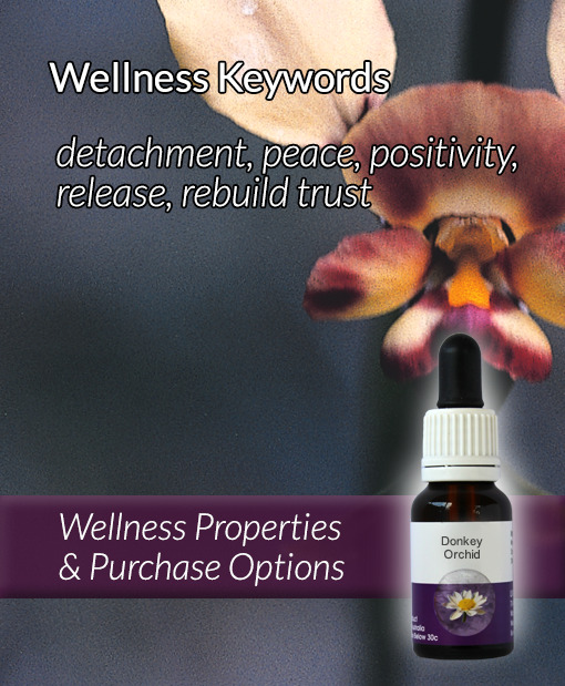 Living Essences® DONKEY ORCHID 15ml