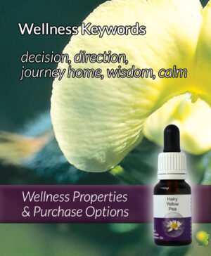 Living Essences® HAPPY WANDERER 15ml