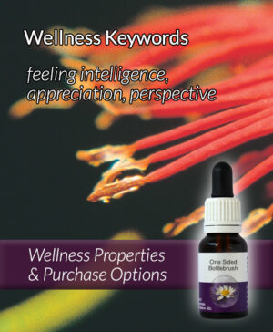 Living Essences® ONE SIDED BOTTLEBRUSH 15ml