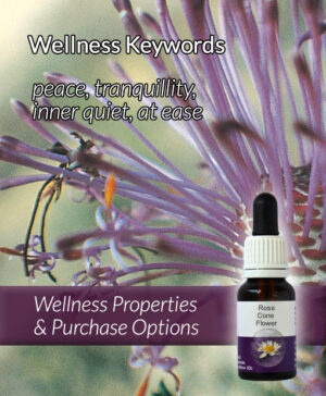 Living Essences® ROSE CONEFLOWER 15ml