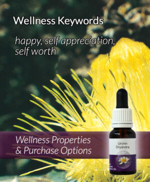 Living Essences® URCHIN DRYANDRA 15ml