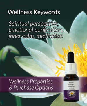 Living Essences® WHITE NYMPH WATER LILY 15ml
